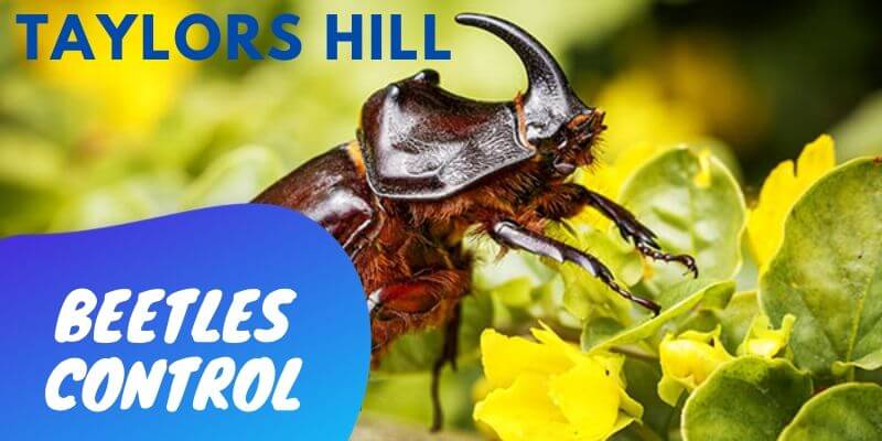 Beetles control Taylors Hill
