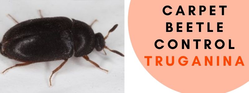carpet beetle control 