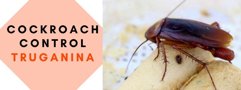 cockroach control