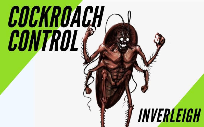 cockroach control Inverleigh