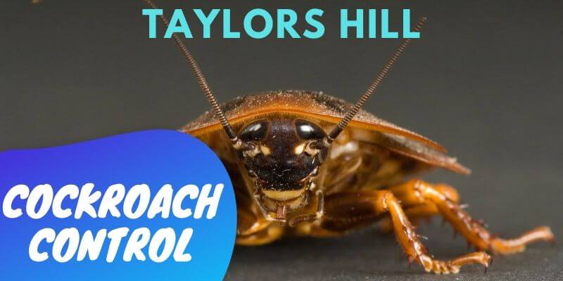 Cockroach control Taylors Hill
