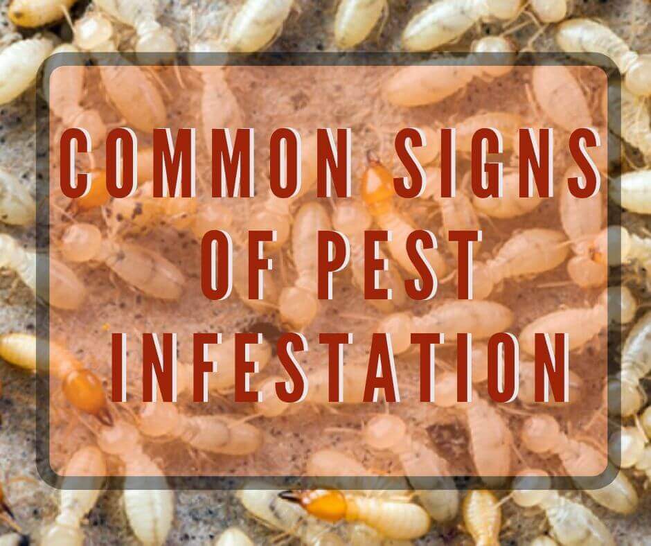 common Signs of pest infestation