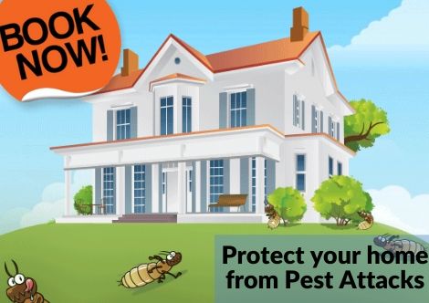 Residential Pest Control Currumbin Waters