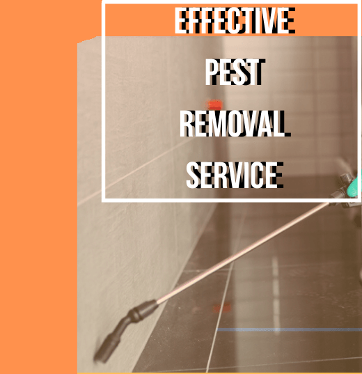 Effective pest removal service