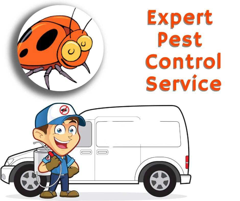 expert pest control