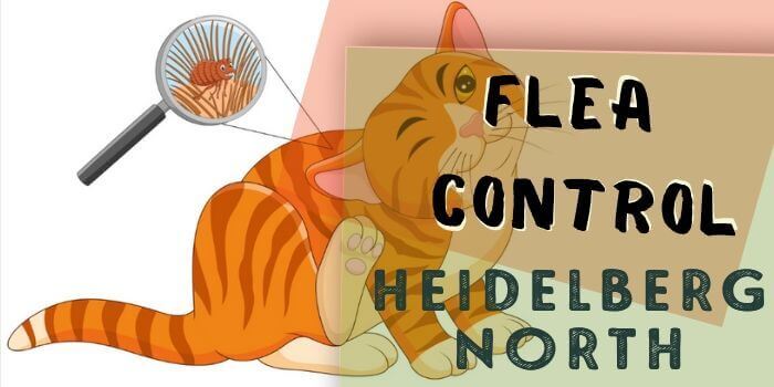 flea control Heidelberg North