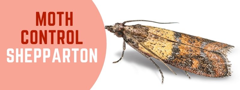 moth control Shepparton