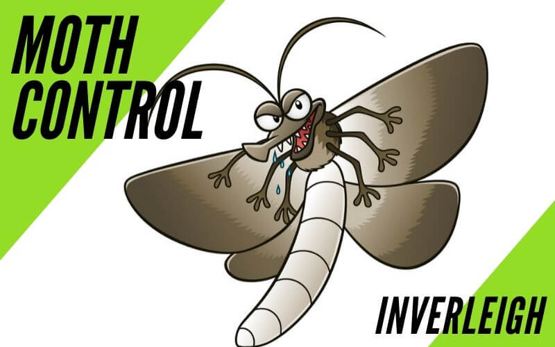Moth Control Inverleigh