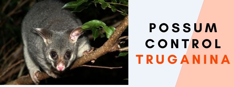 possum control