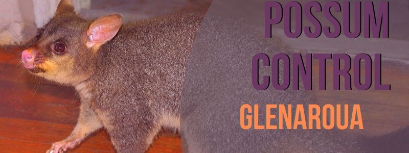 possum control glenarouna