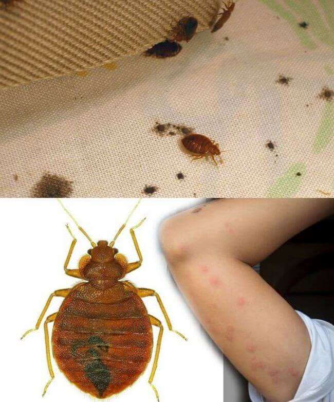 risk of bedbugs infestation