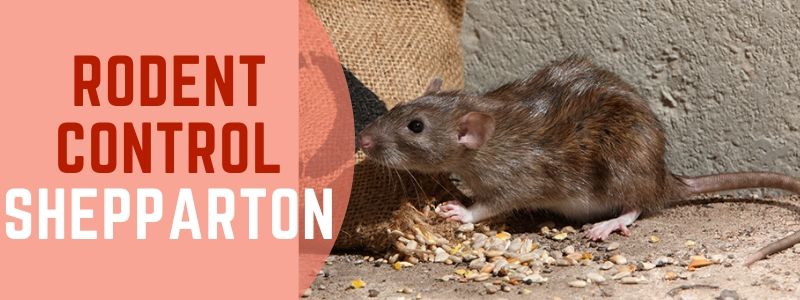 rodent control Shepparton