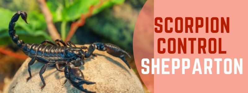 scorpion control