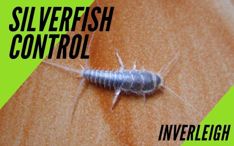 Silverfish Control Inverleigh
