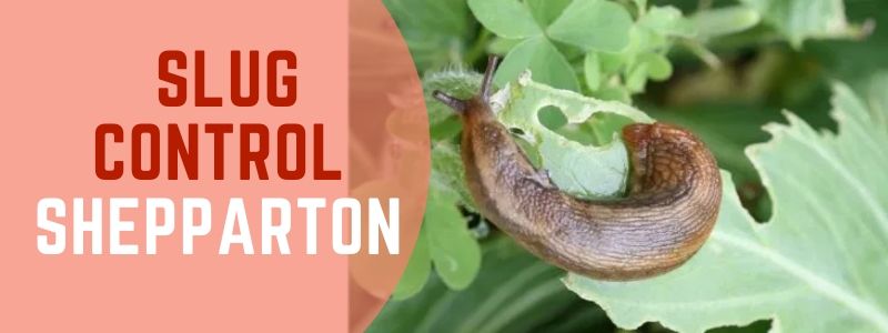 slug control Shepparton