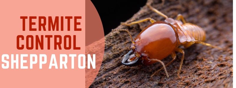 termite control Shepparton