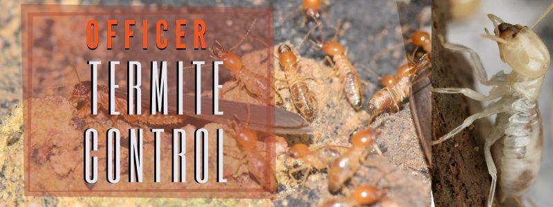 termite control officer