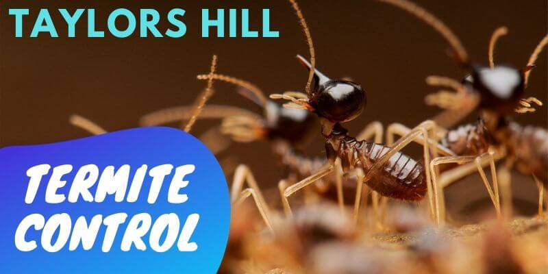 Termite control Taylors Hill