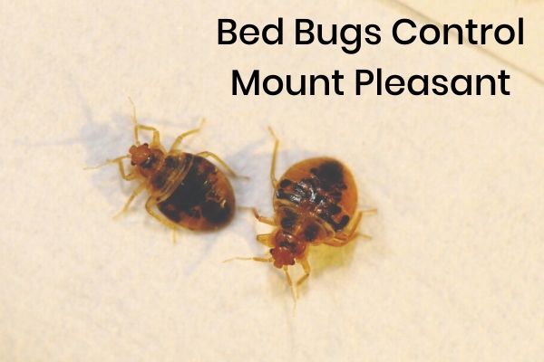 Bed Bug Control Mount Pleasant