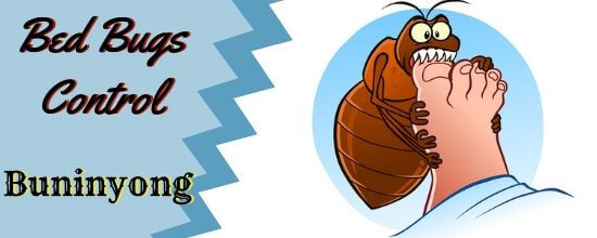 Bed Bugs Control Service Bed BUgs Control Service