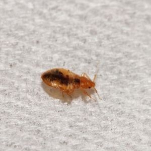 Bed Bugs Control Kingsville