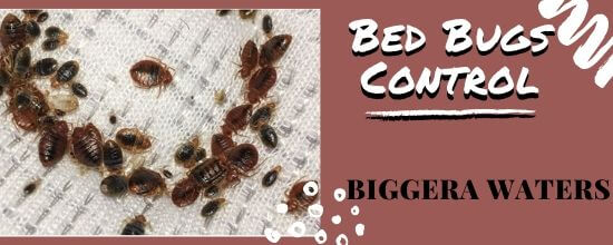  Bed bUgs Control