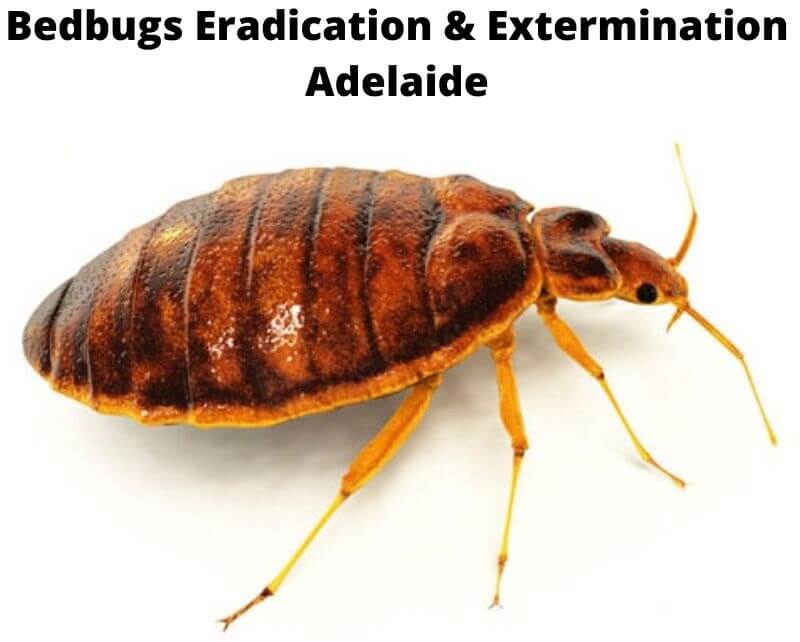 bedbugs eradication adelaide
