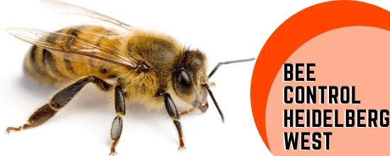 Marks Pest Control Services Bee Control Services