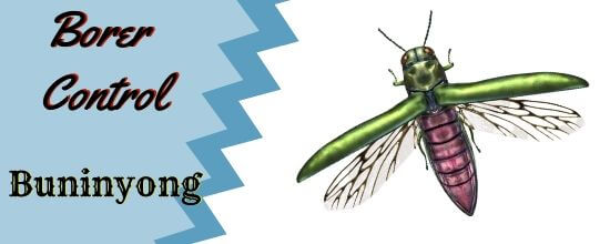 Borer Control