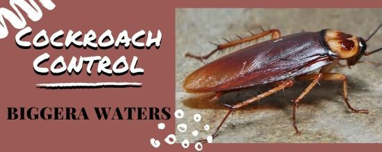  Cockroach Control