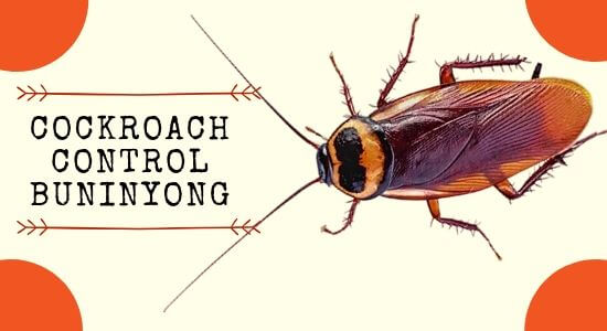 Cockroach Pest Control