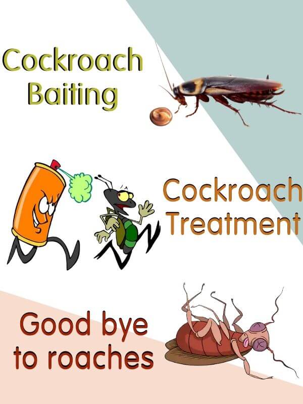 cockroach treatment control adelaide