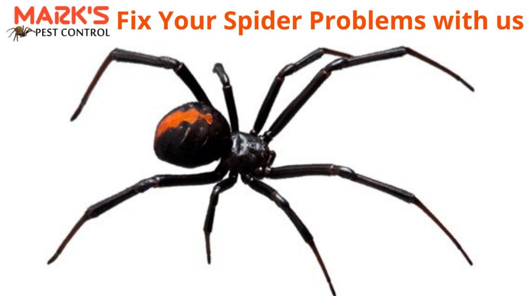 fix spider problem with makrs spider control canberra
