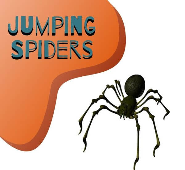 Jumping-Spiders