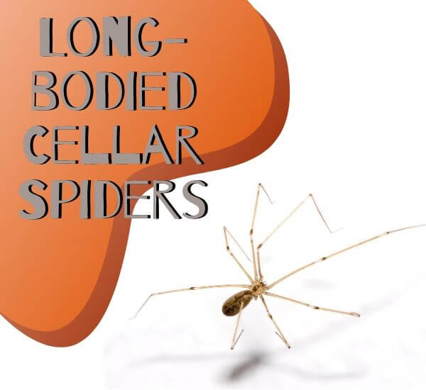 Long-bodied-Cellar-Spiders