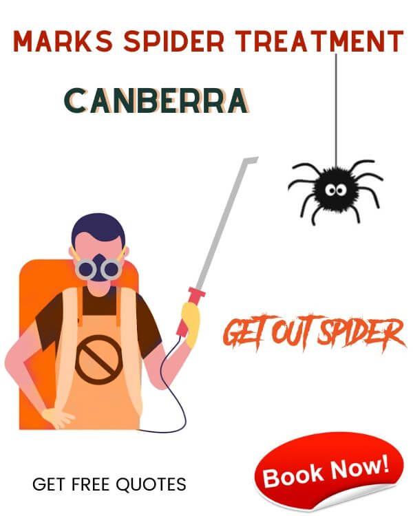MARKS SPIDER TREATMENT CANBERRA