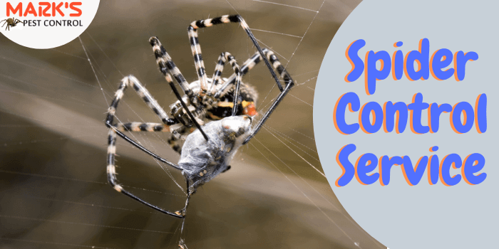 Marks Spider control service in North Toowoomba