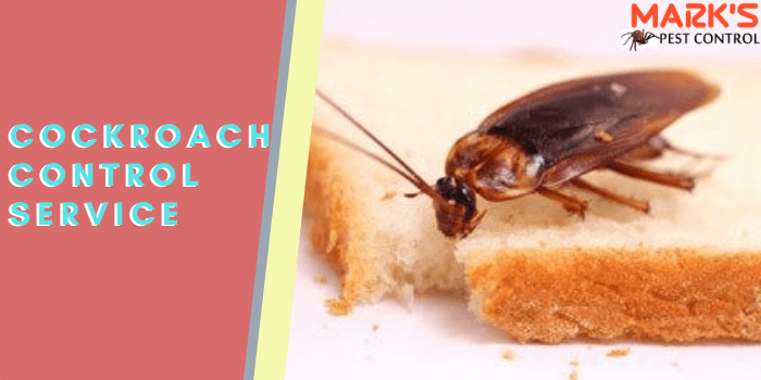 Marks cockroach control service in north Toowoomba