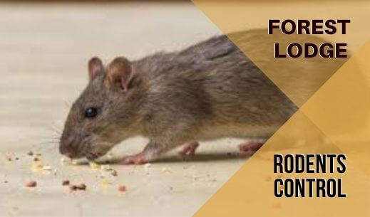 Rodent Control Forest Lodge