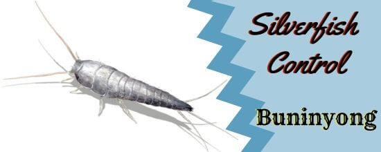 Silverfish Pest Control