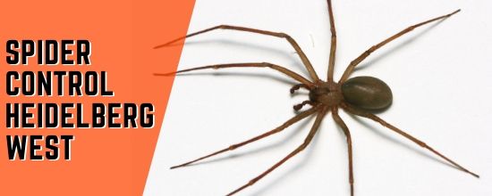 Spider Control Spider Control