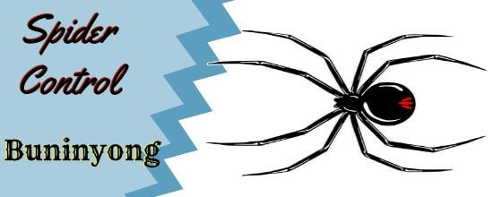 Spider Control Spider Control