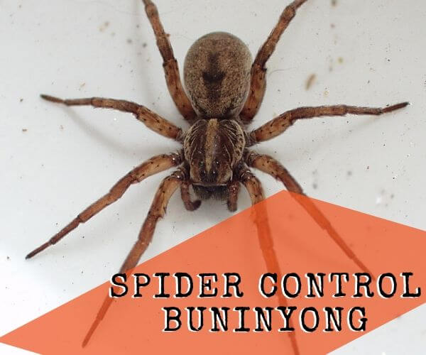 Spider Removal services