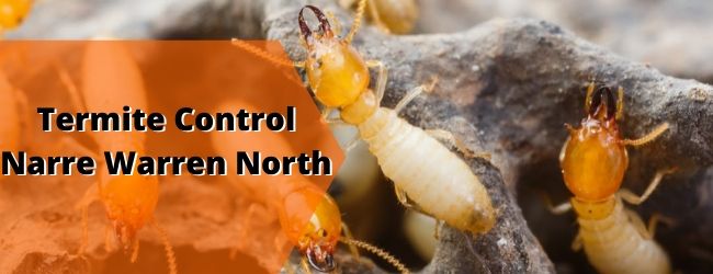 Termite Control 