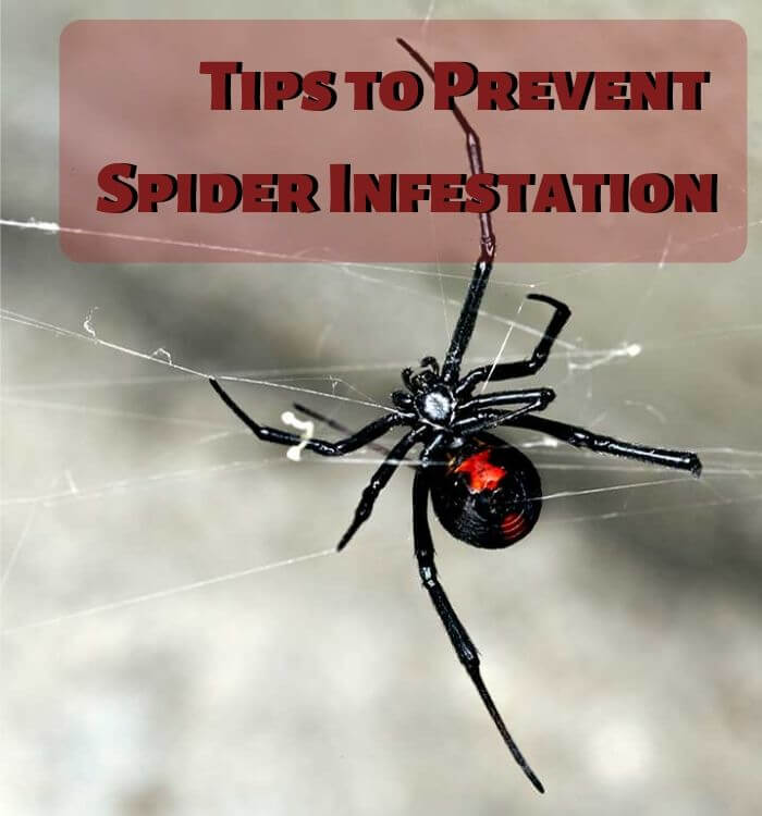 tips to prevent spider infestation