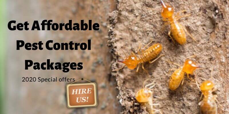 Professional Pest Control Services
