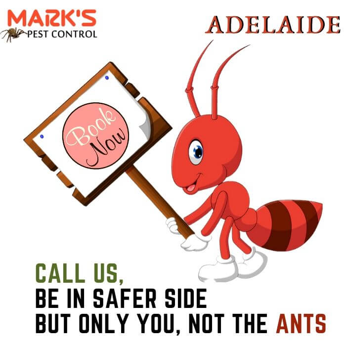 ant control adelaide