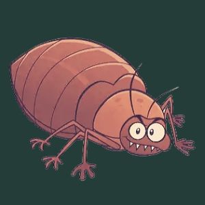 bedbug control
