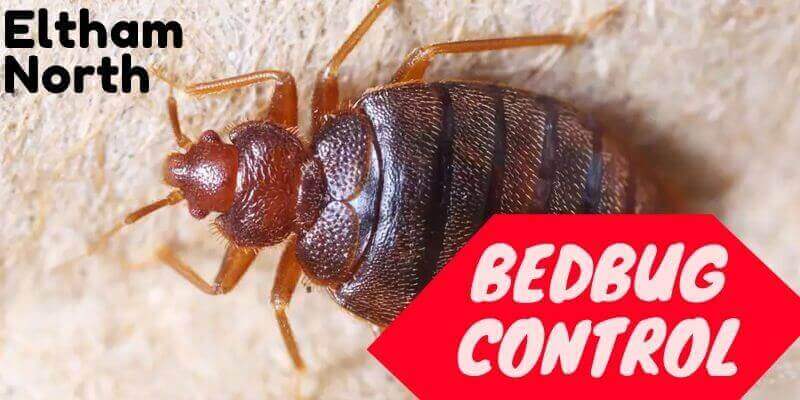 Bedbug control Eltham North