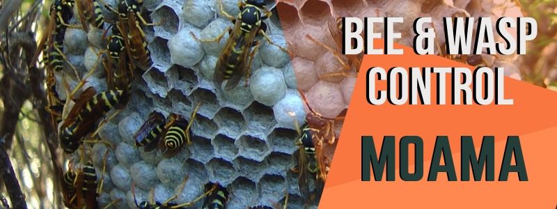 bee & wasp control moama